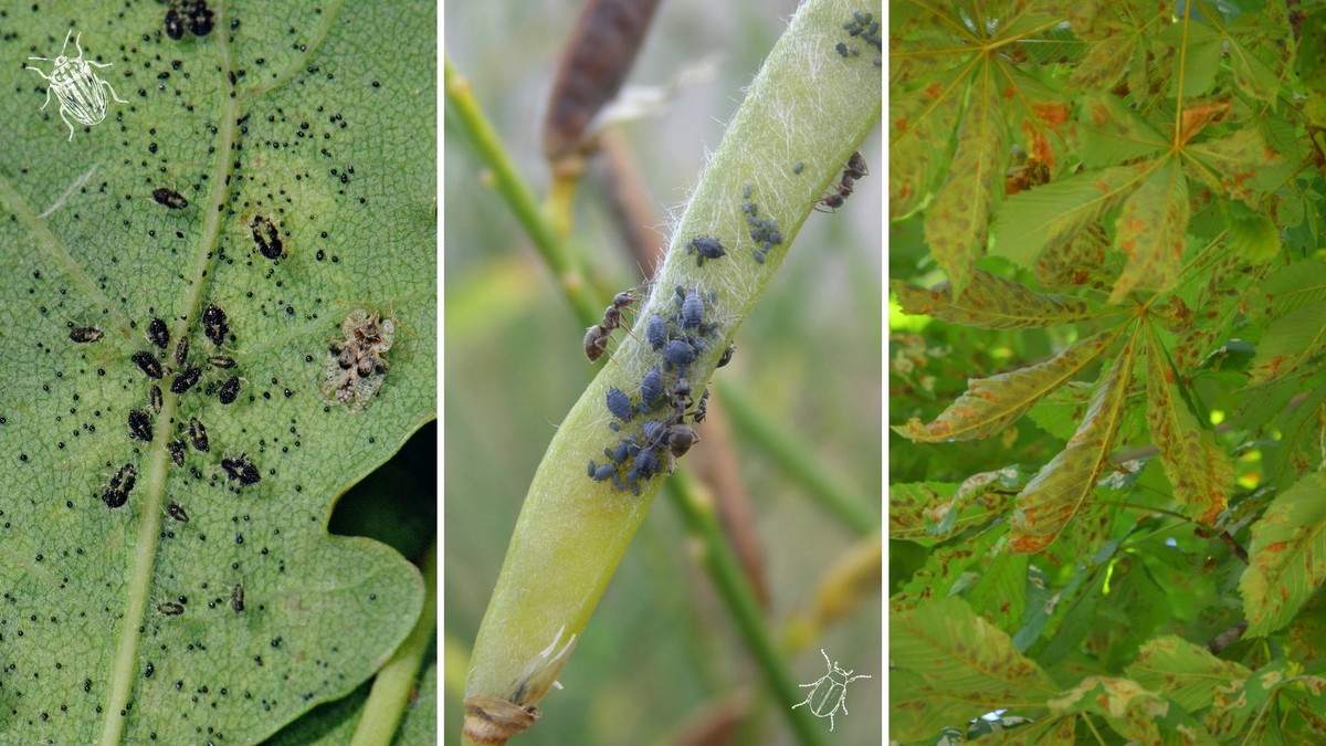 INSECTS PESTS AND URBAN TREE HEALTH: current challenges and solutions