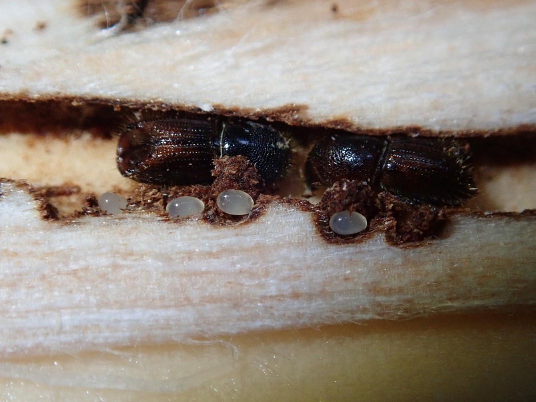 Osmerozobi smrekov lubadar (Ips typographus) (foto. A. Kavčič)