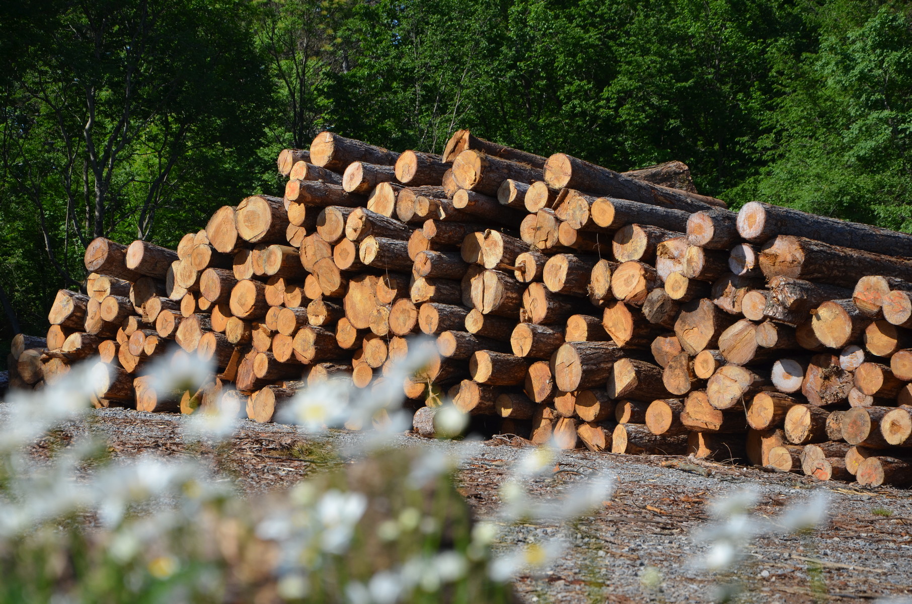 Na Gozdarskem inštitutu Slovenije bomo gradili z lesom