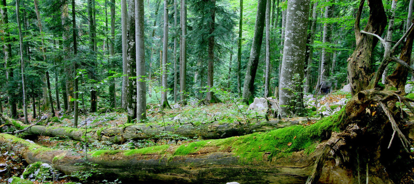 Slika 1: Gozdni rezervat Strmec