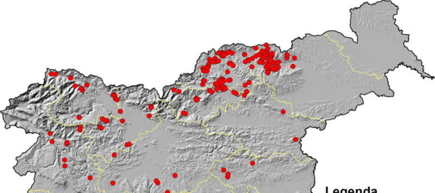 Namnožitev osmerozobega in šesterozobega smrekovega lubadarja v Sloveniji v 2020