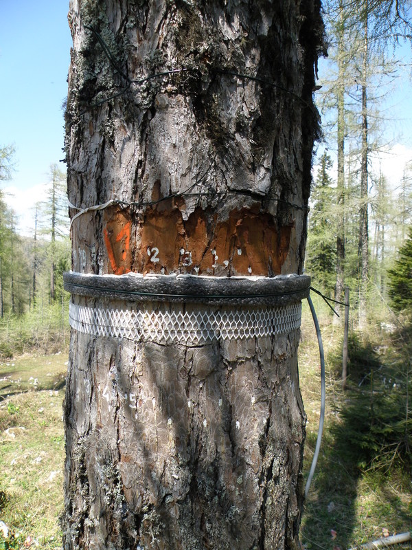 Pinning - raziskave nastanka lesa