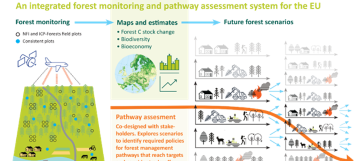 A Novel EU Project Provides Forest Information for Europe’s Roadmap Towards Climate Neutrality