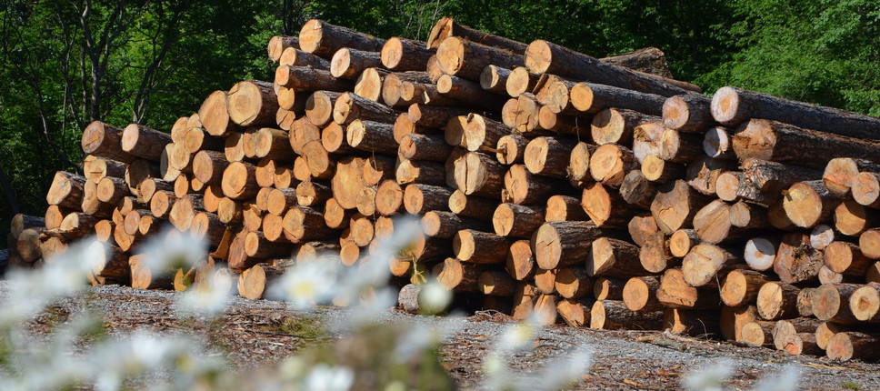Na Gozdarskem inštitutu Slovenije bomo gradili z lesom