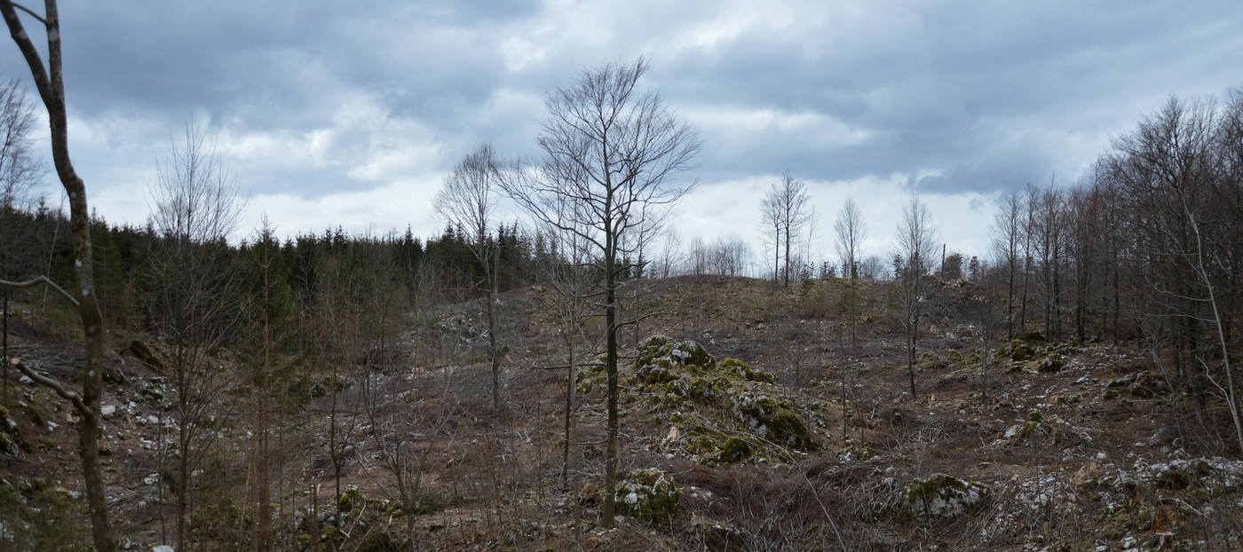 Srečanje gozdarskih strokovnjakov v Trnovskem gozdu