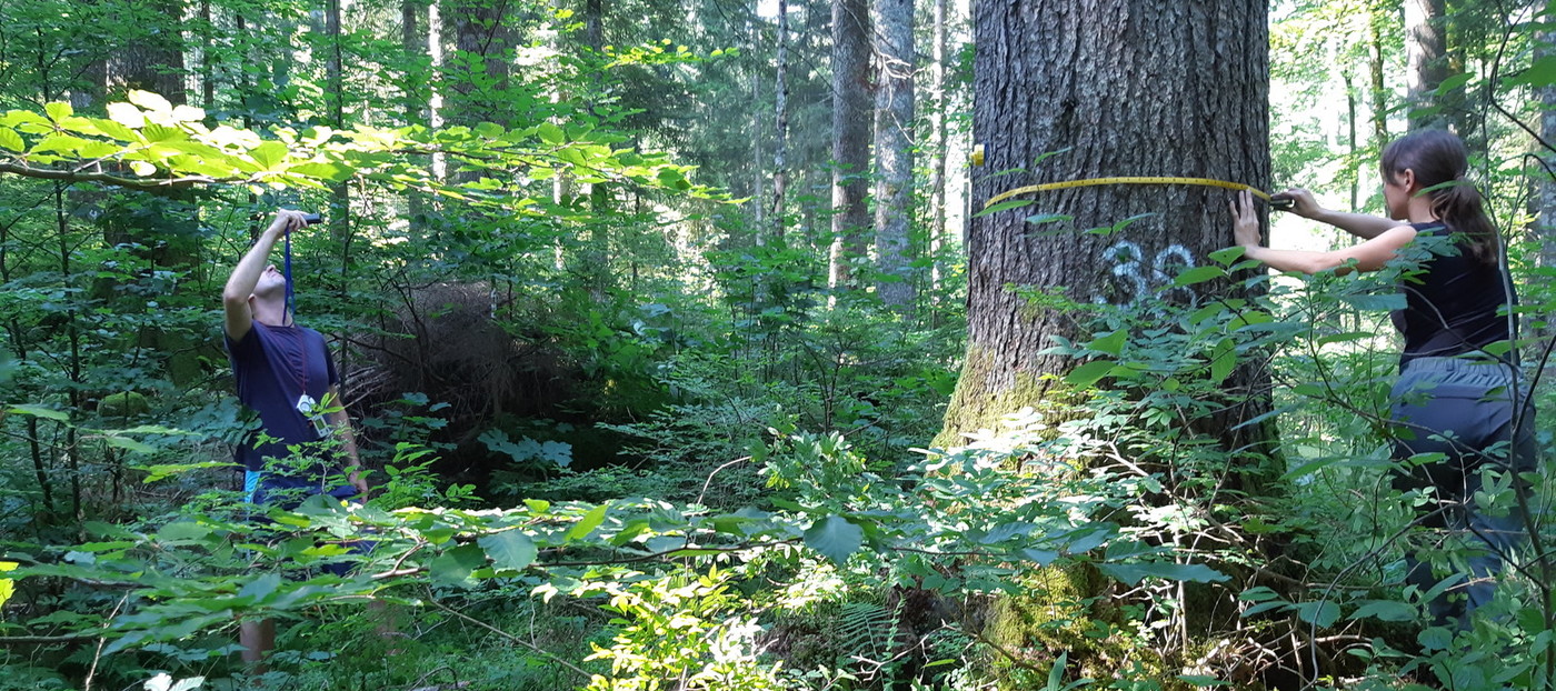Vabilo na posvet Gozd in les: PODNEBNE SPREMEMBE