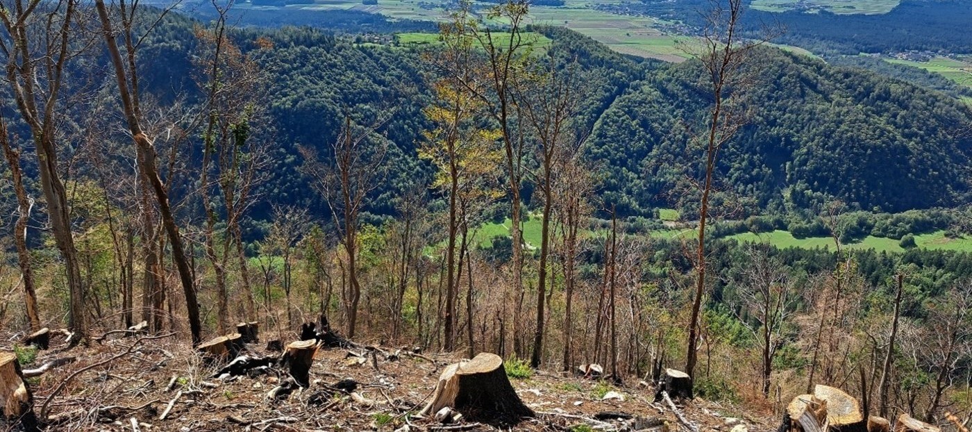 Poročilo o spremljanju stanja gozdov za leto 2023